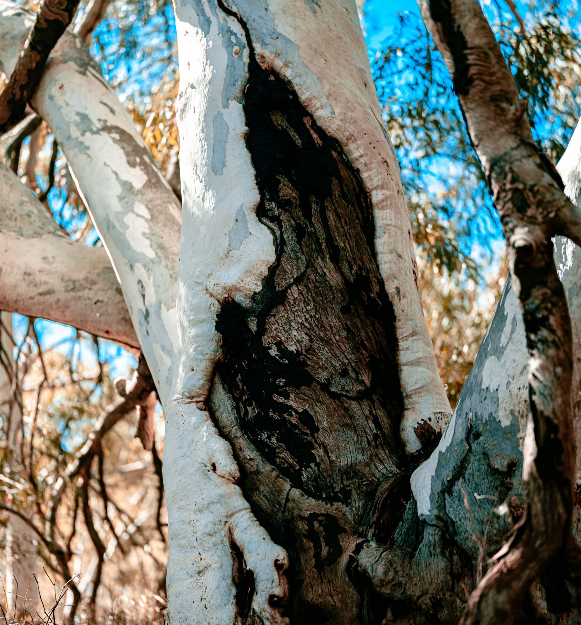 Membership Update Your Details Form